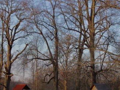 Парк усадебный пейзажный (бывшая д. Хлебалово)