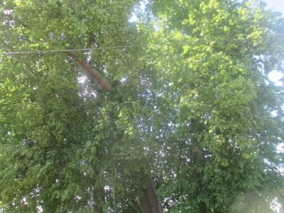 Усадьба Р.А. Круглика. Парк