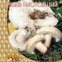 Груздь настоящий или Белый груздь (60 мл.)