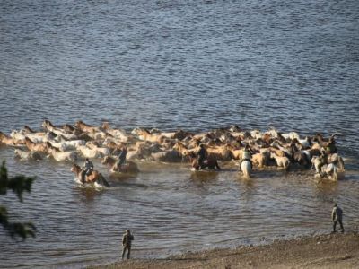 Испокон веков. Лошади конезавода «Берте» переправились через реку Лену