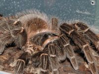 Тульский областной экзотариум. Старая экспозиция