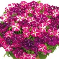 Петуния мультифлора Джоконда Стар Микс (уп-100драже) профессиональные семена