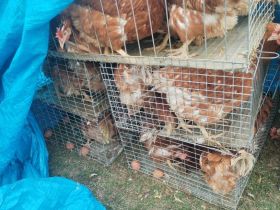 Жителям Томпонского района Якутии доставили кур-несушек