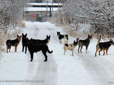 За минувшую неделю в Якутске отловили 72 собаки