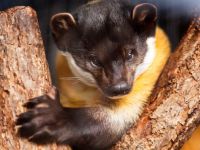 Зоосад «Приамурский» им. В. П. Сысоева