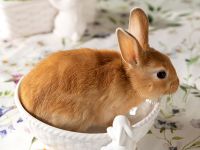 Блюдо Buona Pasqua II