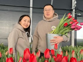 Семья из Мегино-Кангаласского района вырастила 20 тысяч тюльпанов к 8 Марта