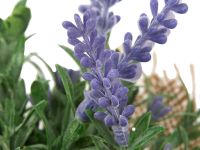 Цветок Uria II