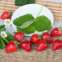 Земляника садовая Румба (5 шт)