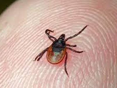 Осторожно: клещи!