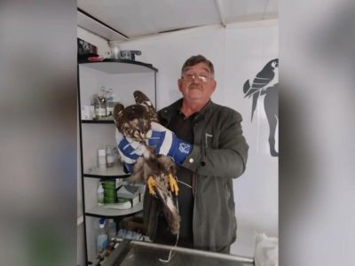В Якутии спасли краснокнижного птенца орлана-белохвоста