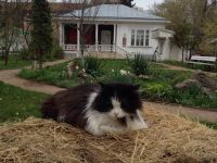 Мемориальный музей-усадьба художника Н. А. Ярошенко