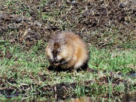 Орнитолог прокомментировал видео с необычной птицей в Якутии