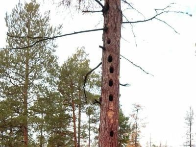 Фотофакт: в Горном районе Якутии заметили дерево с множественными дуплами