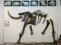 Чаплыгинский краеведческий музей