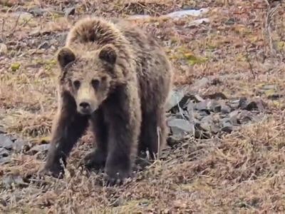 В Усть-Янском районе Якутии путники наткнулись на медведя