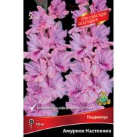 Гладиолус Амурное Настроение (5 шт.)