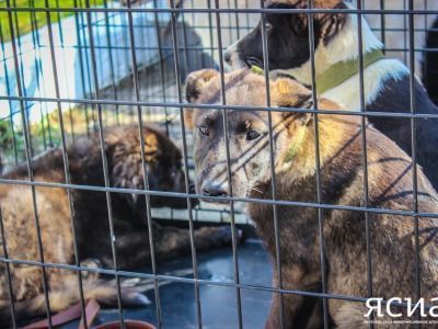 В Госдуме предложили обязать заводчиков животных платить налоги