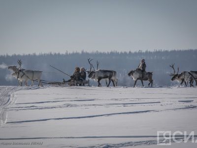 В Якутии состоится IV съезд оленеводов республики