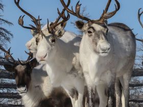 Aurora in Yakutia. Adventures to Arcticа. За Авророй в Арктическую Якутию!
