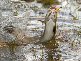 Сплав, отдых и рыбалка на реке Амга. Маршрут: Верхняя Амга - Оннес (390 км.)