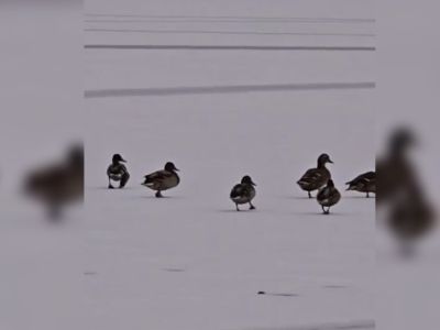 В Якутске спасут уток, застрявших на Сайсарском озере