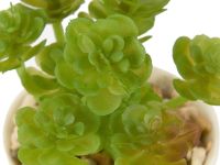 Суккулент Montauro