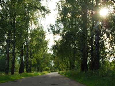 Две подъездные березовые аллеи