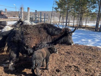 В природном парке «Живые алмазы Якутии» родился як