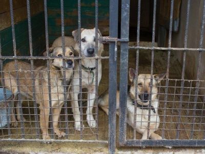 Социолог заявил о необходимости изучения европейского опыта борьбы с бродячими собаками