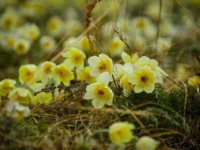 В Минэкологии Якутии объявили конкурс поделок «Подснежник в моем сердце» 