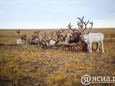 Кластер для экстремального туризма создадут в Анабарском районе Якутии