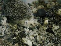 Архангельский краеведческий музей