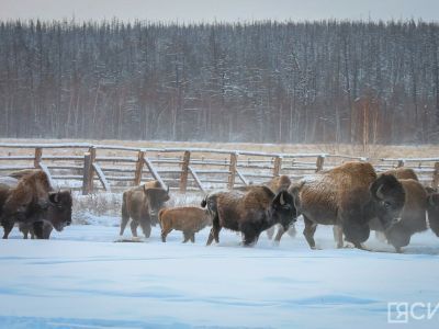 Запущенный в Якутии проект реакклиматизации лесных бизонов охватил еще три региона