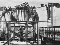 Палеонтологический музей им. Ю.А. Орлова РАН