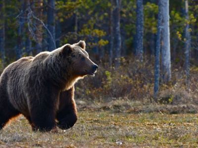 Осторожно: бродят медведи!