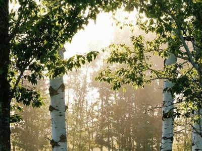 Создана вакцина от аллергии на березовую пыльцу