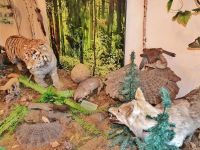 Музей истории г. Партизанска