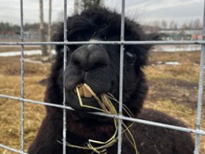 Семейный отдых в Карелии. 30 га детского счастья