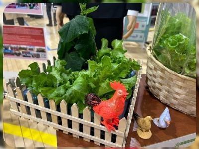 Зимнее чудо: первый урожай зелени получили ученики Батаринской школы