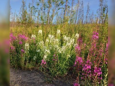 Растения-альбиносы обнаружили в Оймяконском районе Якутии