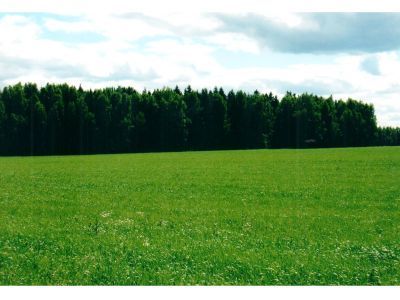 Священная роща