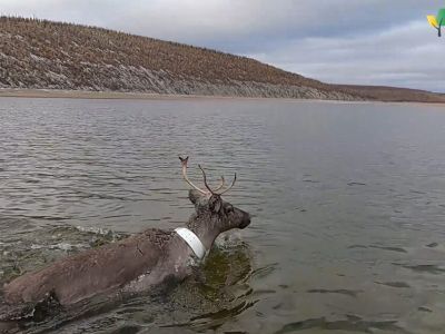 На диких северных оленей в Якутии надели ошейники с GPS
