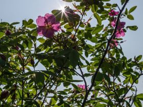 Сплав по реке Лена с посещением Ленских Столбов, тукуланов-песков Самыс Кумага и Кысыл Элэсин