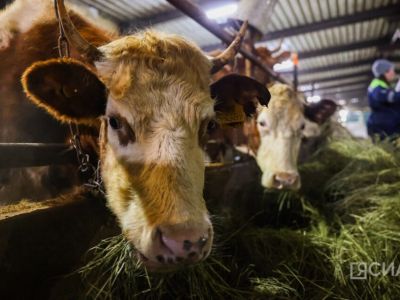 В Якутии принимают меры предосторожности из-за вспышек заболеваний скота в Новосибирской области