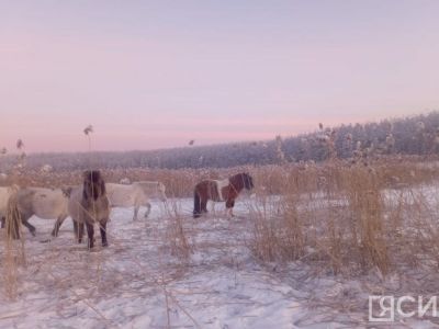 В Усть-Алданском районе Якутии стая волков угрожает лошадям
