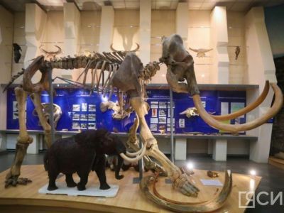 Из кожи найденного в Якутии мамонта впервые извлекли остекленевшие древние хромосомы