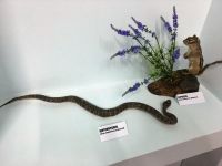 Музей им. Б. К. Шибнева