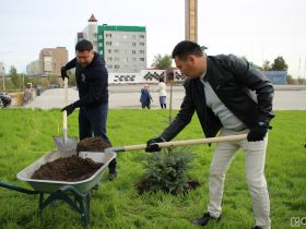 В Якутске на площади Победы высадили 33 ели