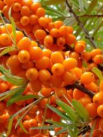 Облепиха Солнечная